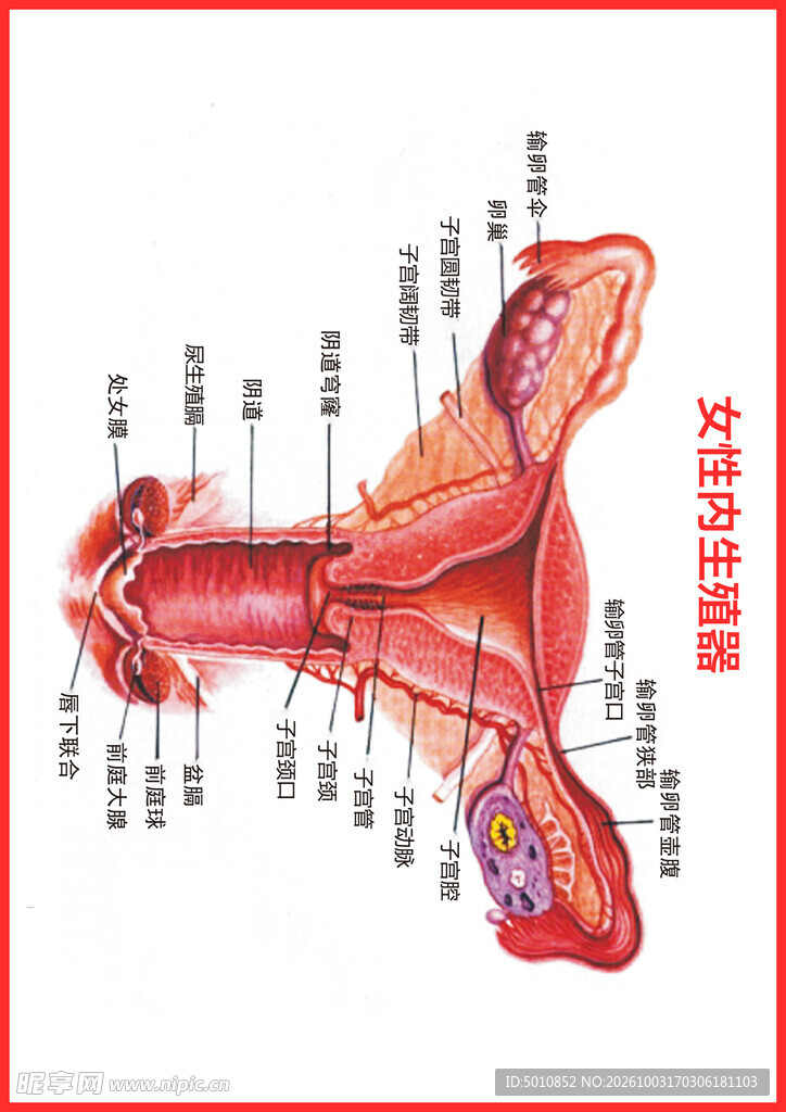 女性解刨图
