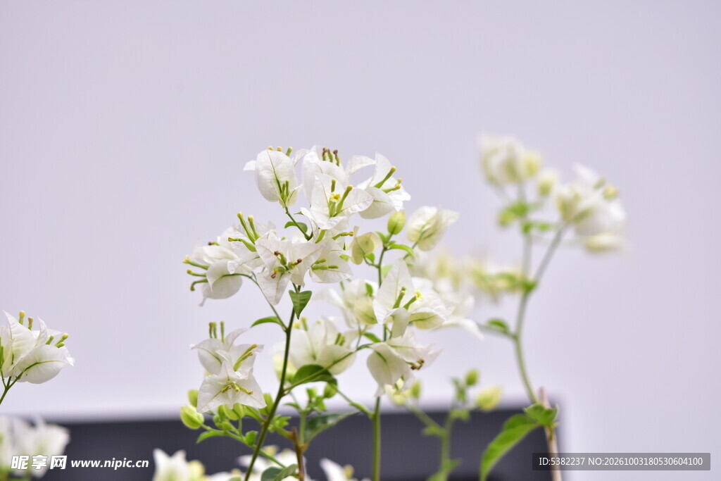 清新朦胧白花静物