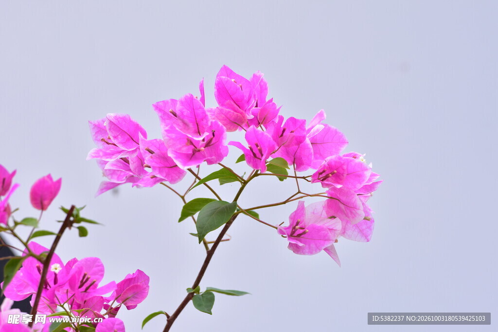 玫红三角梅花枝特写