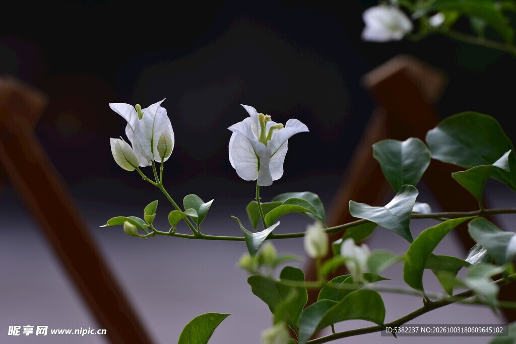 柔焦白色三角梅花枝