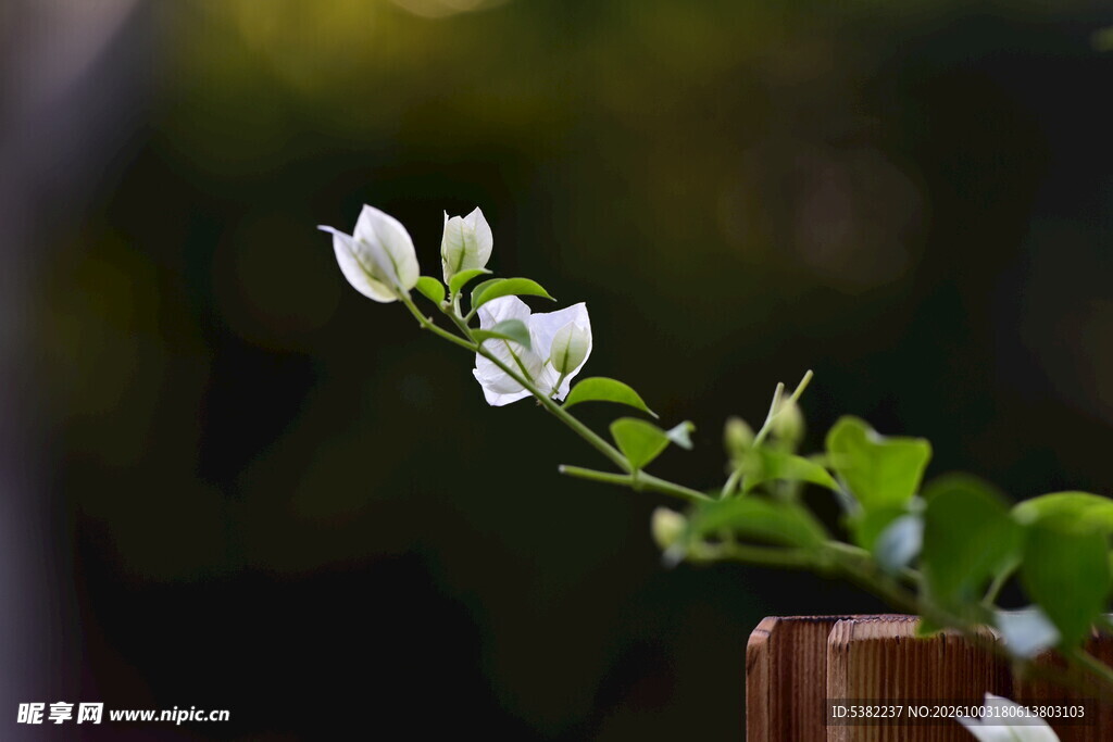 白三角梅花枝特写