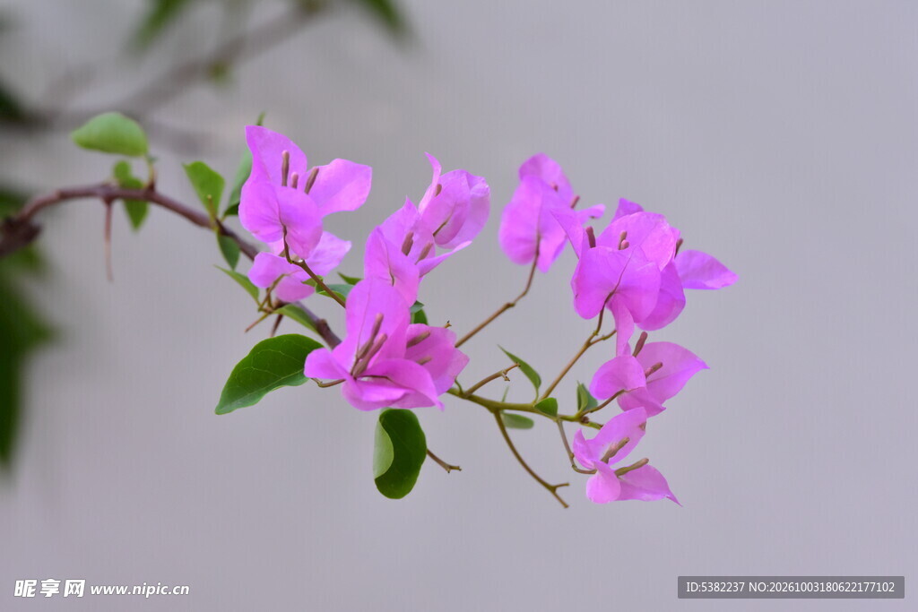 柔焦紫色花枝