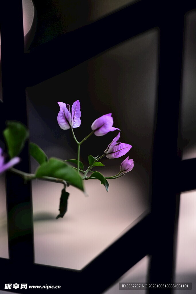 窗边紫花小景