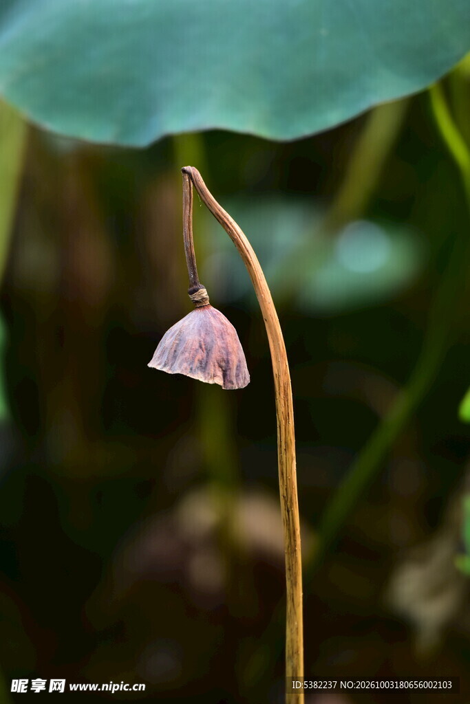 柔焦粉紫钟形小花