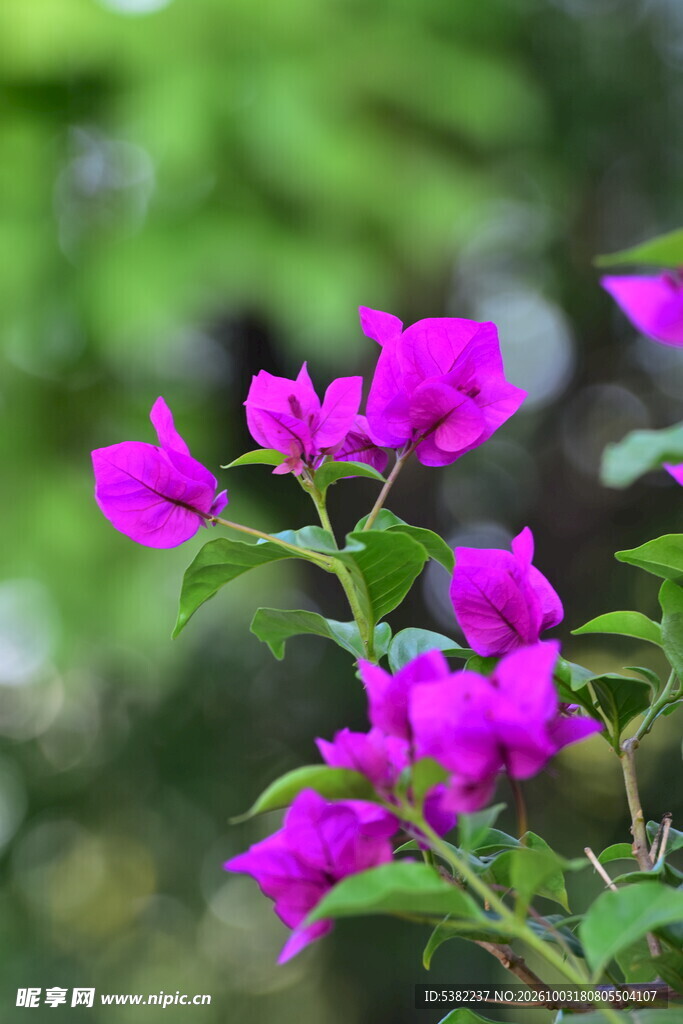 紫色三角梅花卉特写