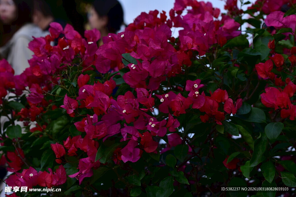 盛放的艳红三角梅