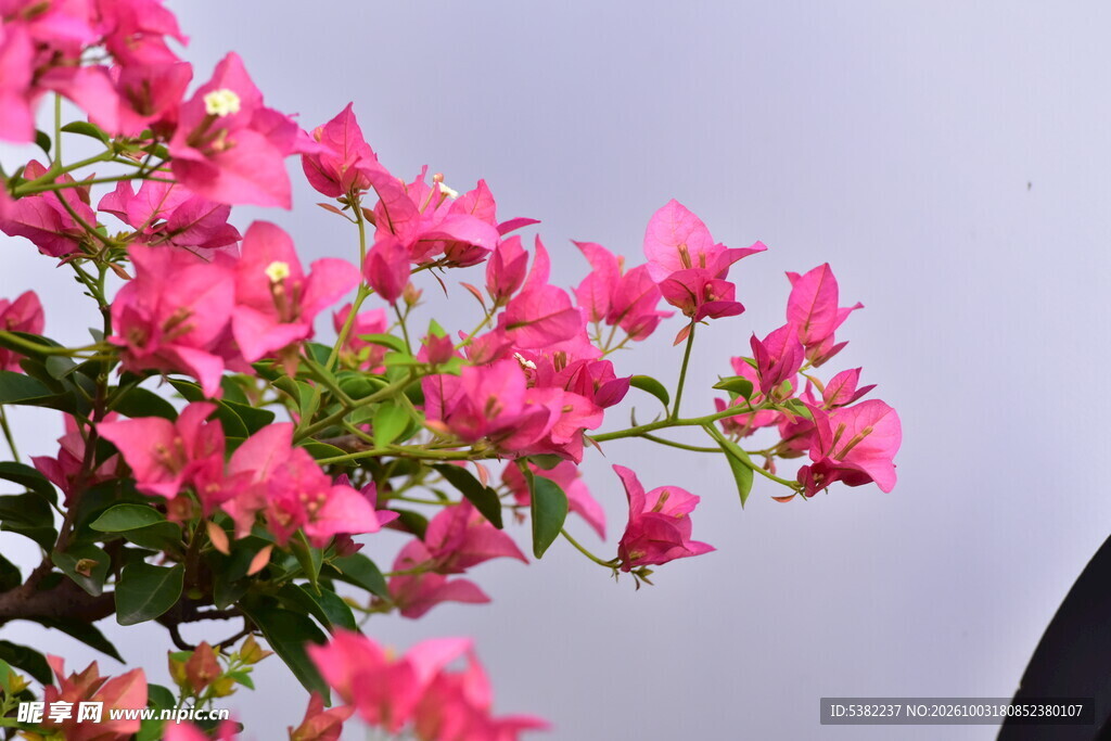 粉色三角梅花枝