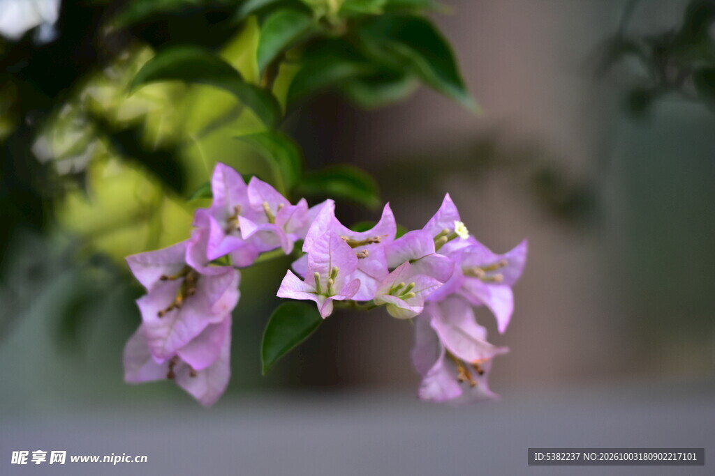 紫花绿叶清新特写