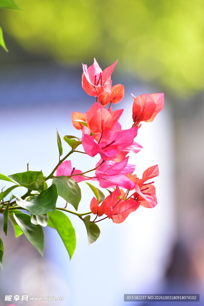 盛放红色三角梅