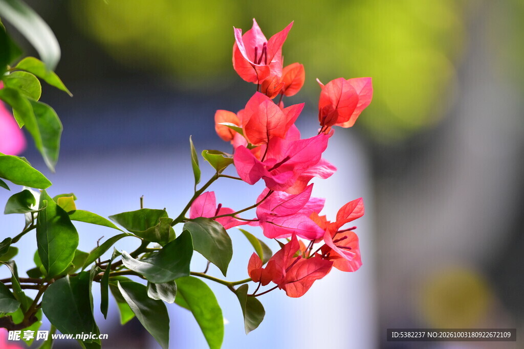 红色三角梅花枝特写
