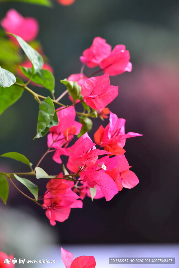 艳红三角梅花卉特写