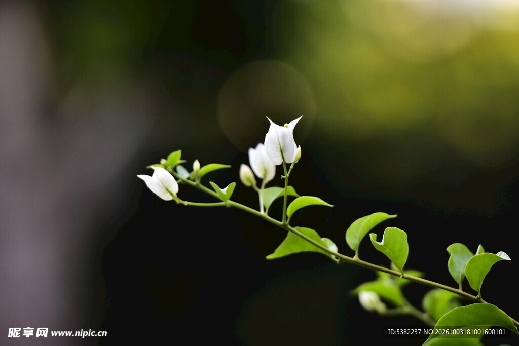 柔焦白花枝清新小景