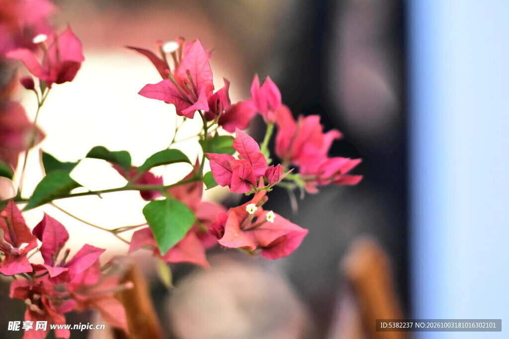 玫红三角梅花枝特写
