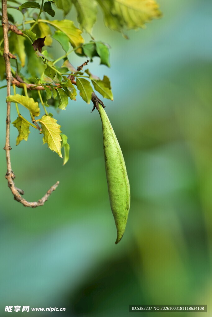 枝头垂挂的绿色长荚果