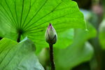 荷塘里的荷花花苞