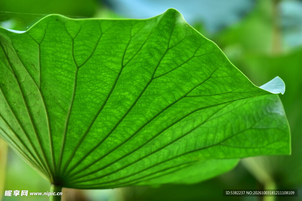 翠绿荷叶特写