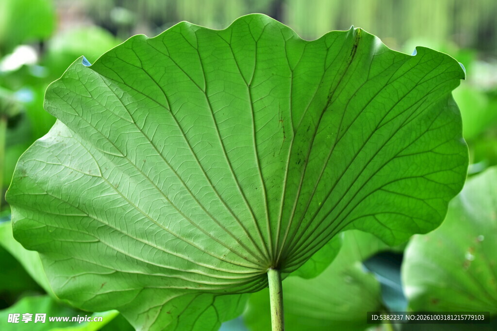 翠绿荷叶特写