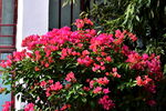 窗边盛放的三角梅