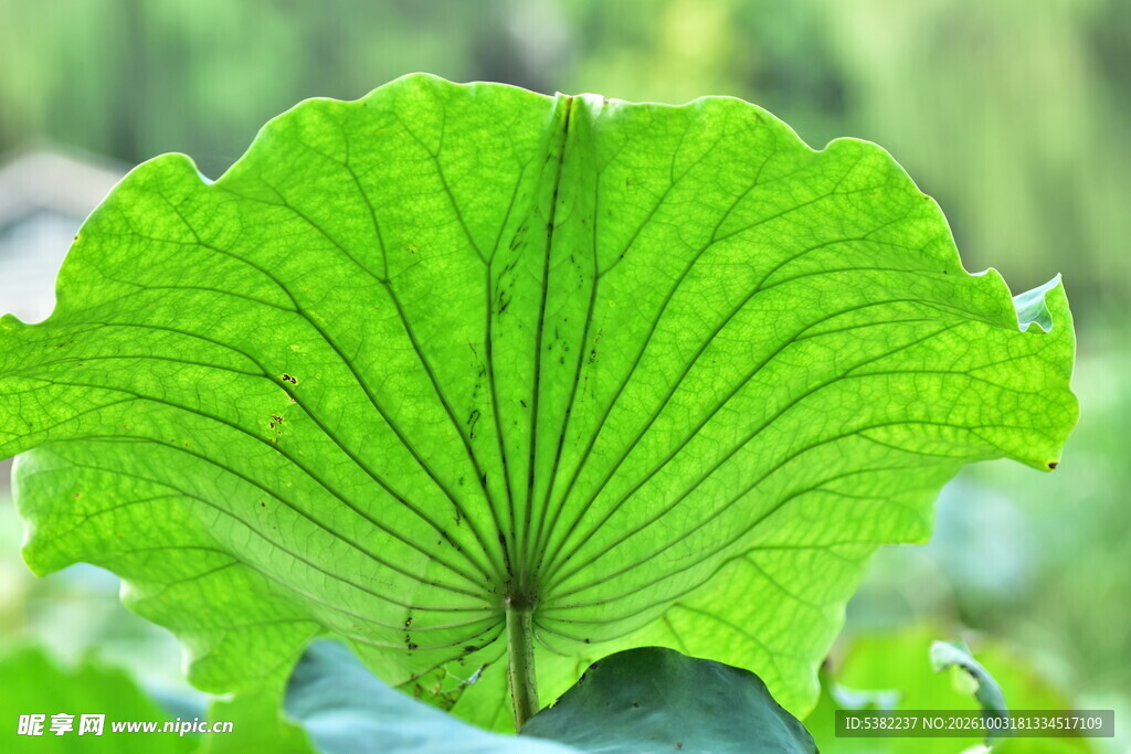 鲜绿荷叶叶脉特写