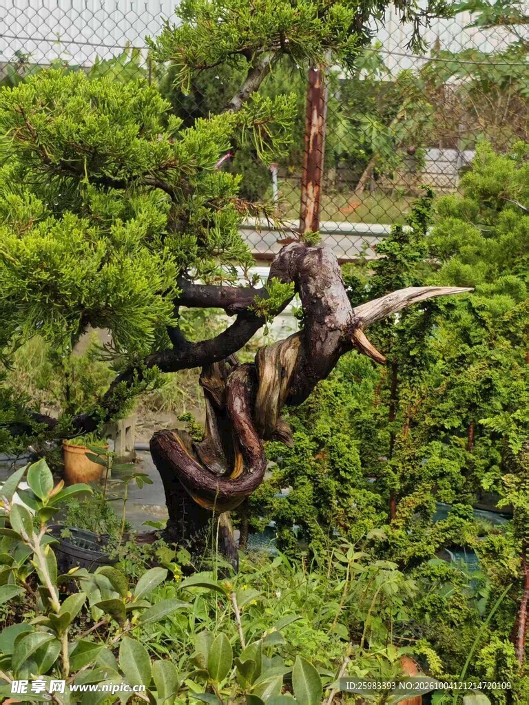 盆景