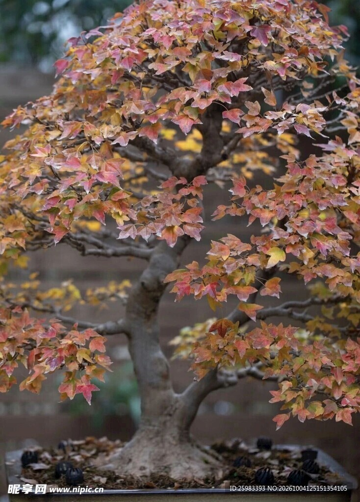 盆景