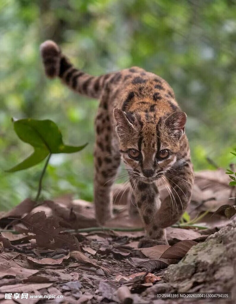豹猫
