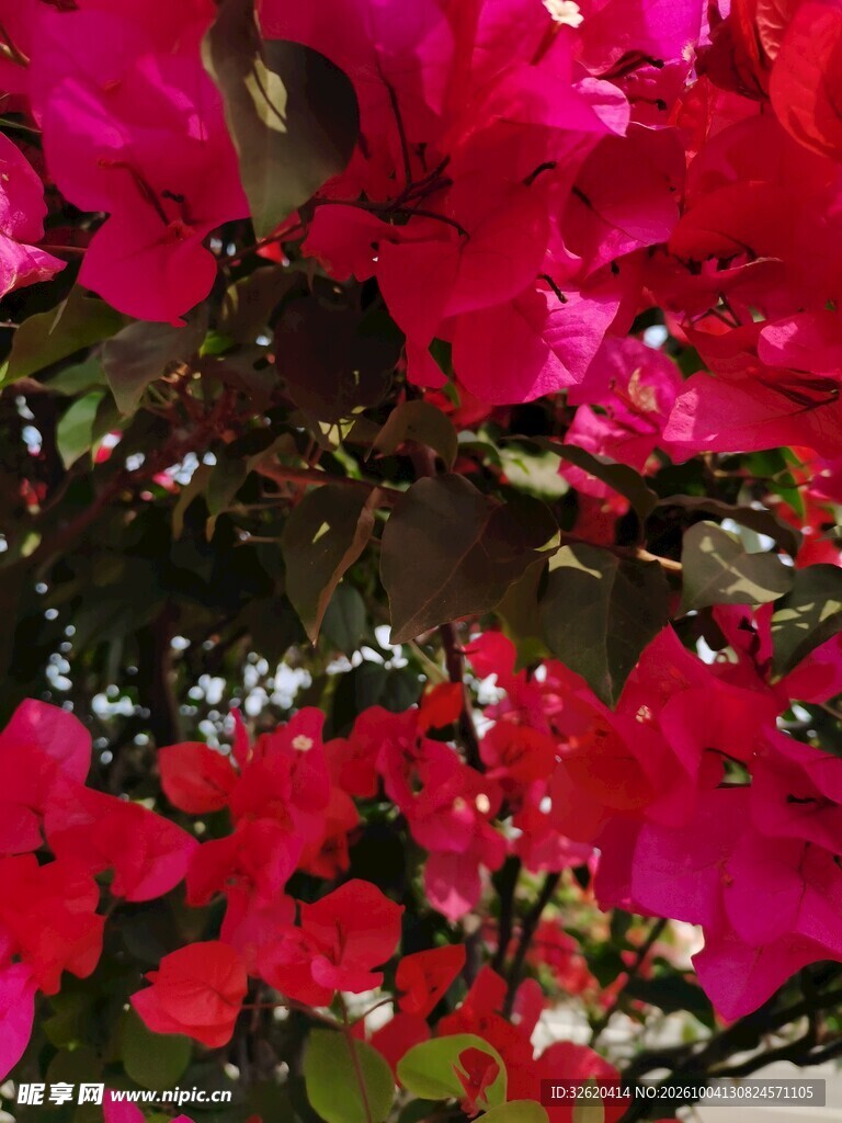 红色三角梅花卉特写