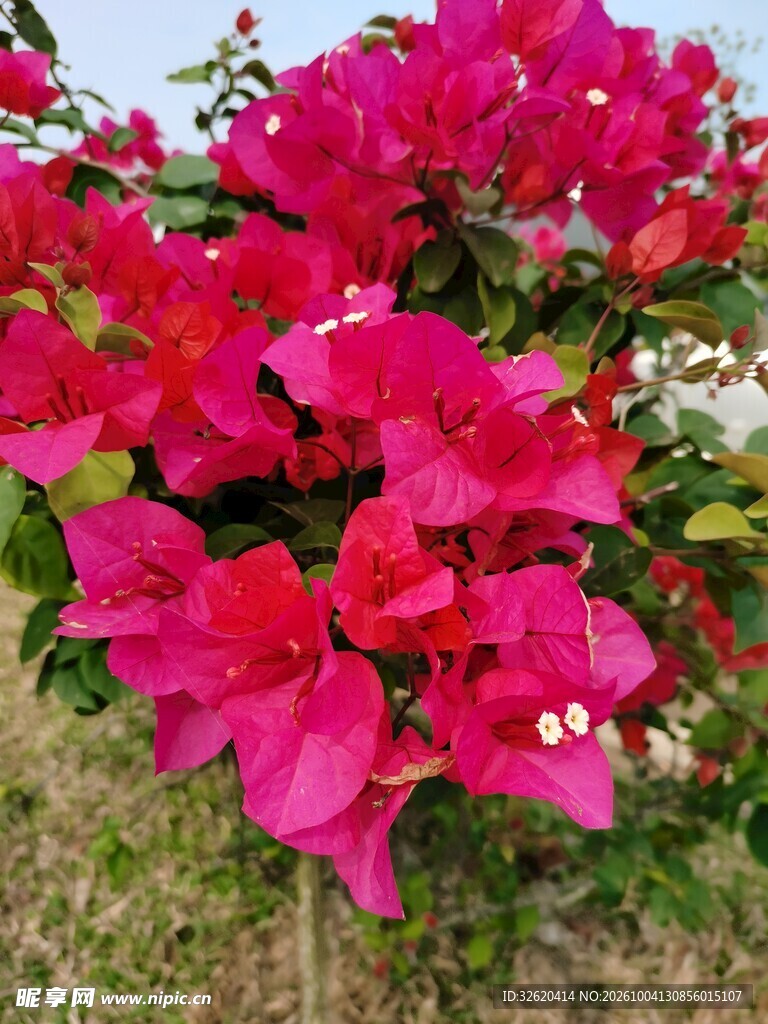 盛放的艳红三角梅