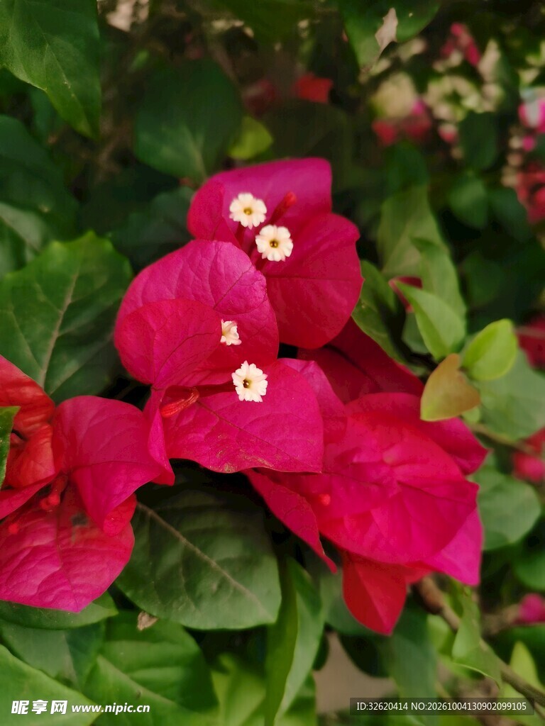 红色三角梅花卉特写