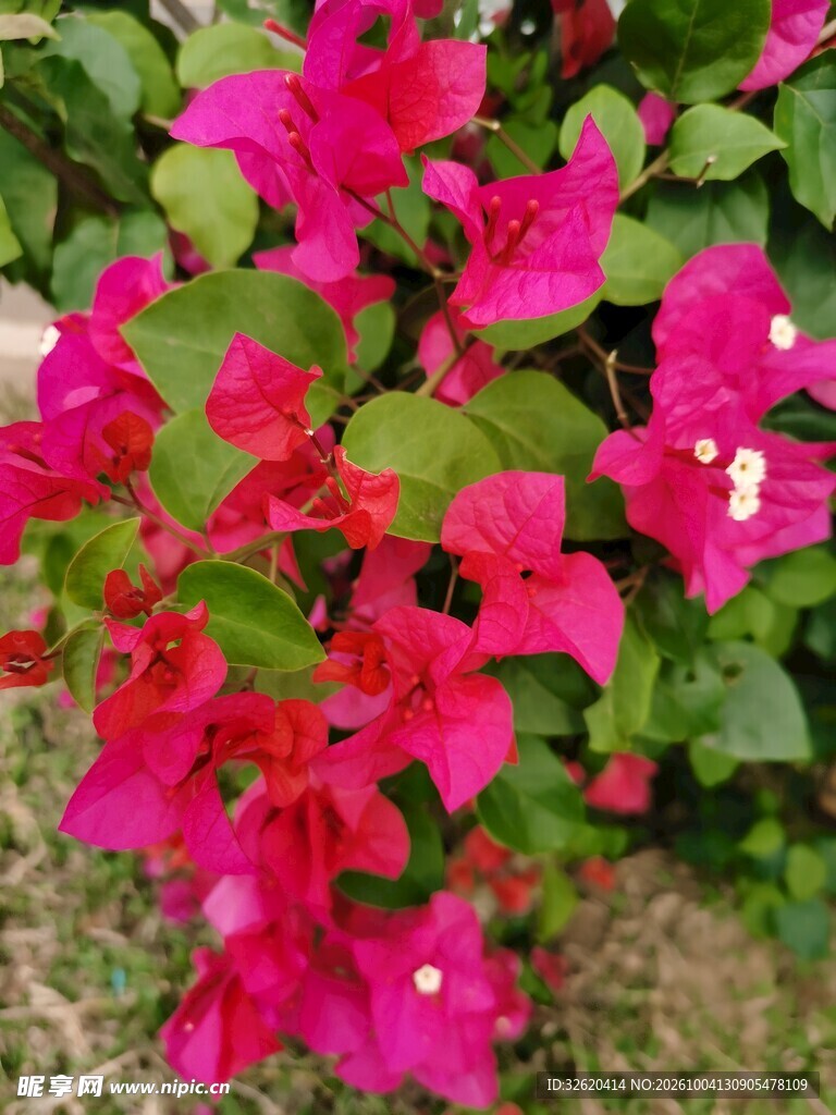 艳丽三角梅花卉特写