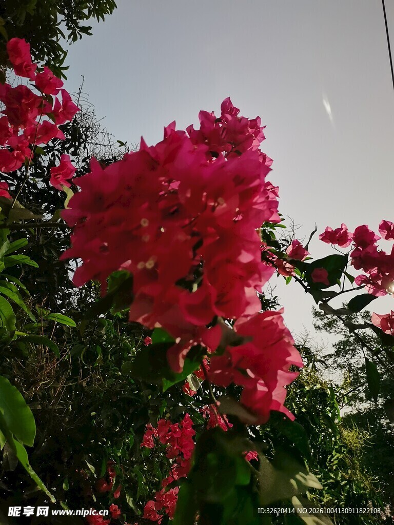 盛放的红色三角梅