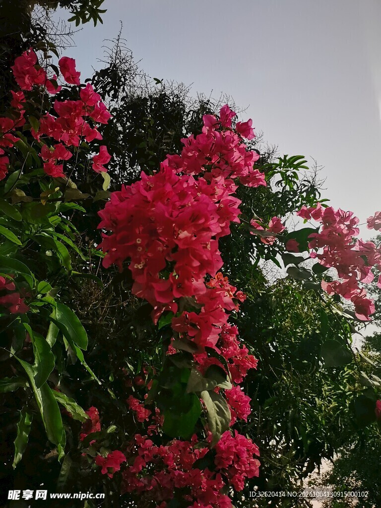 盛放的艳红三角梅