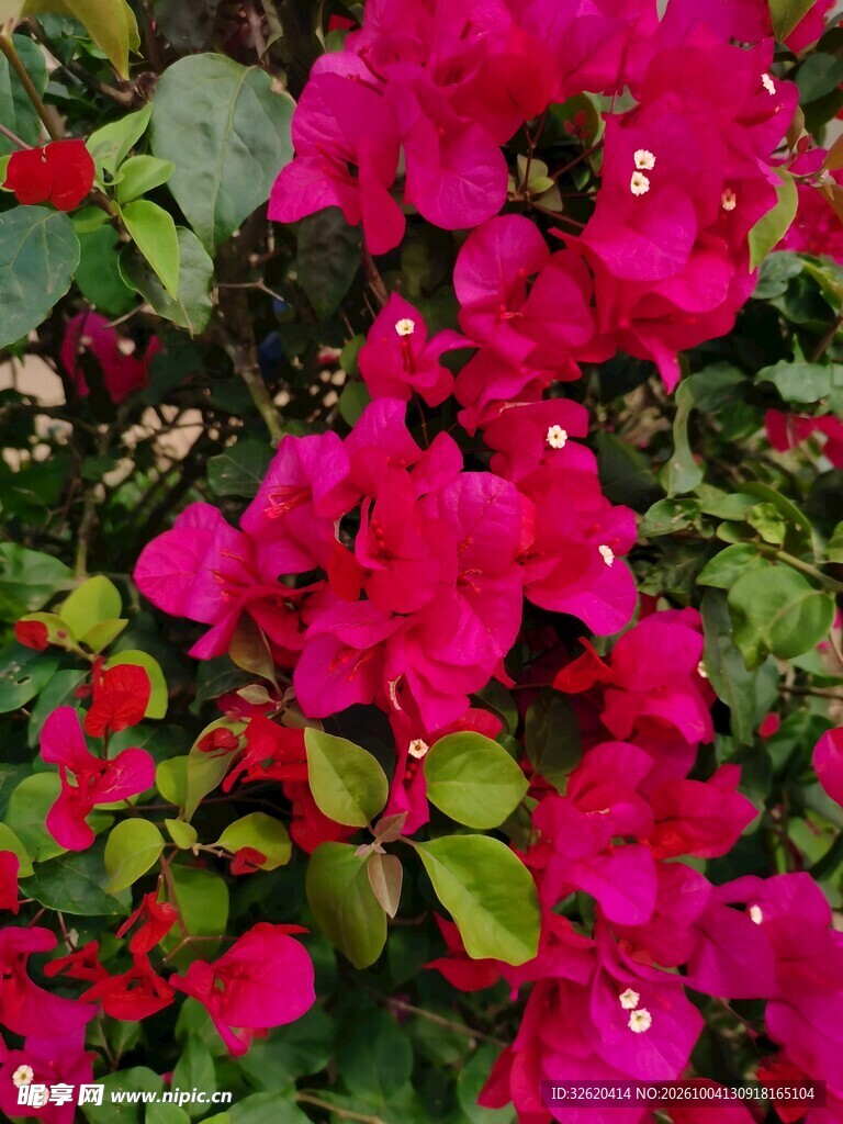 艳红三角梅花卉