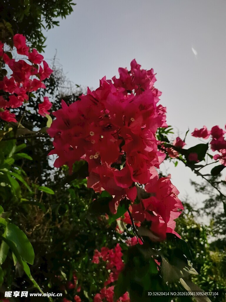 盛开的红色三角梅