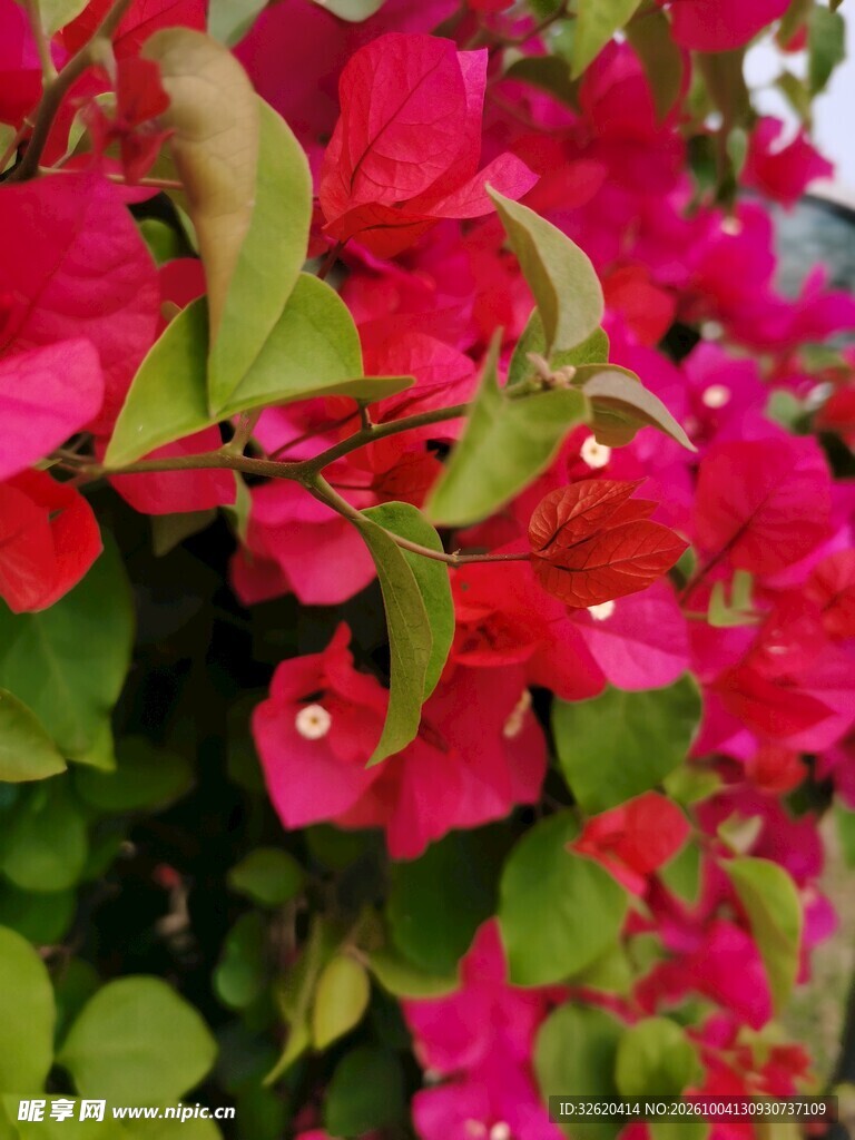 艳红三角梅花丛特写