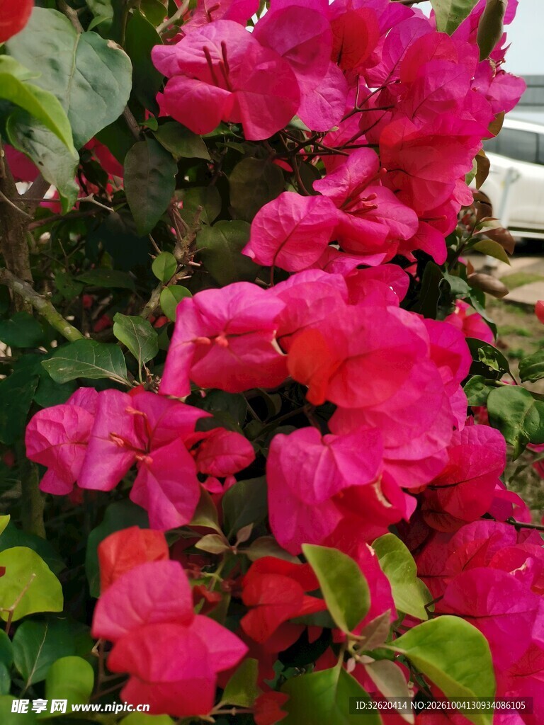 艳丽三角梅花丛