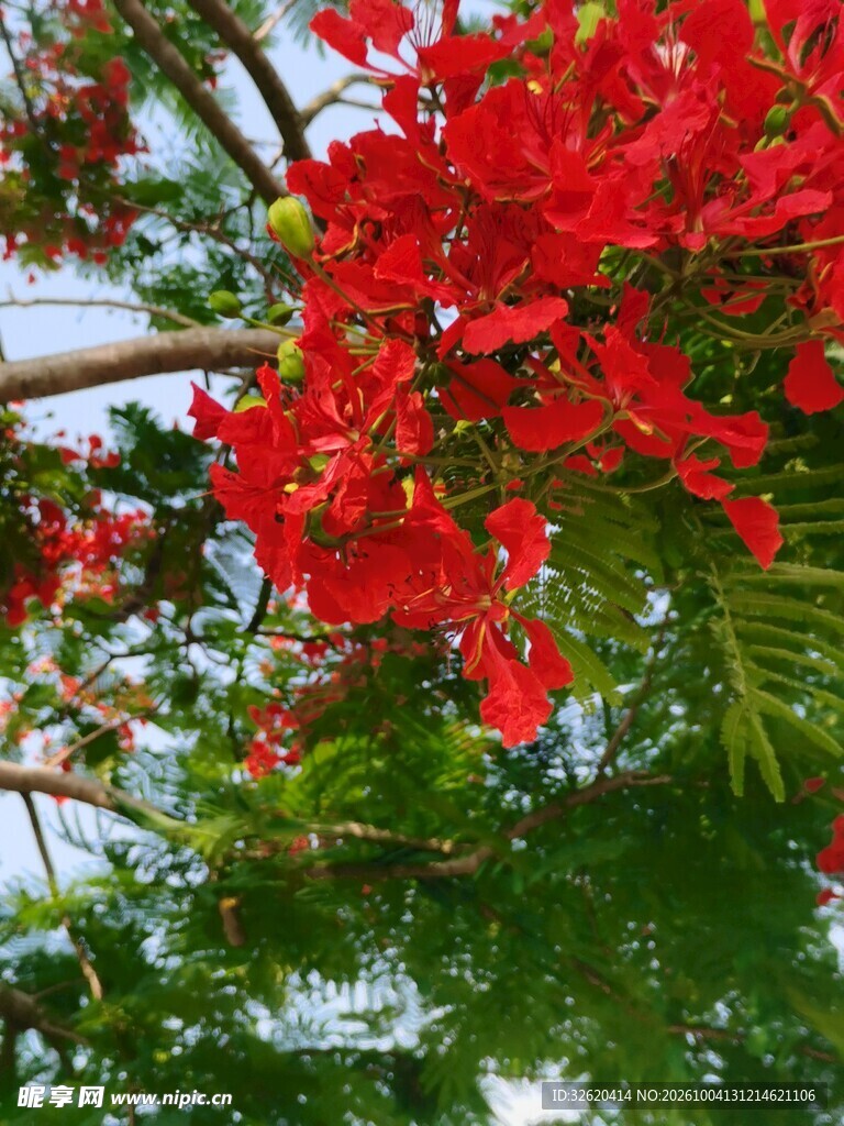 凤凰花