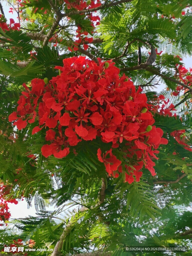 艳红盛放凤凰花