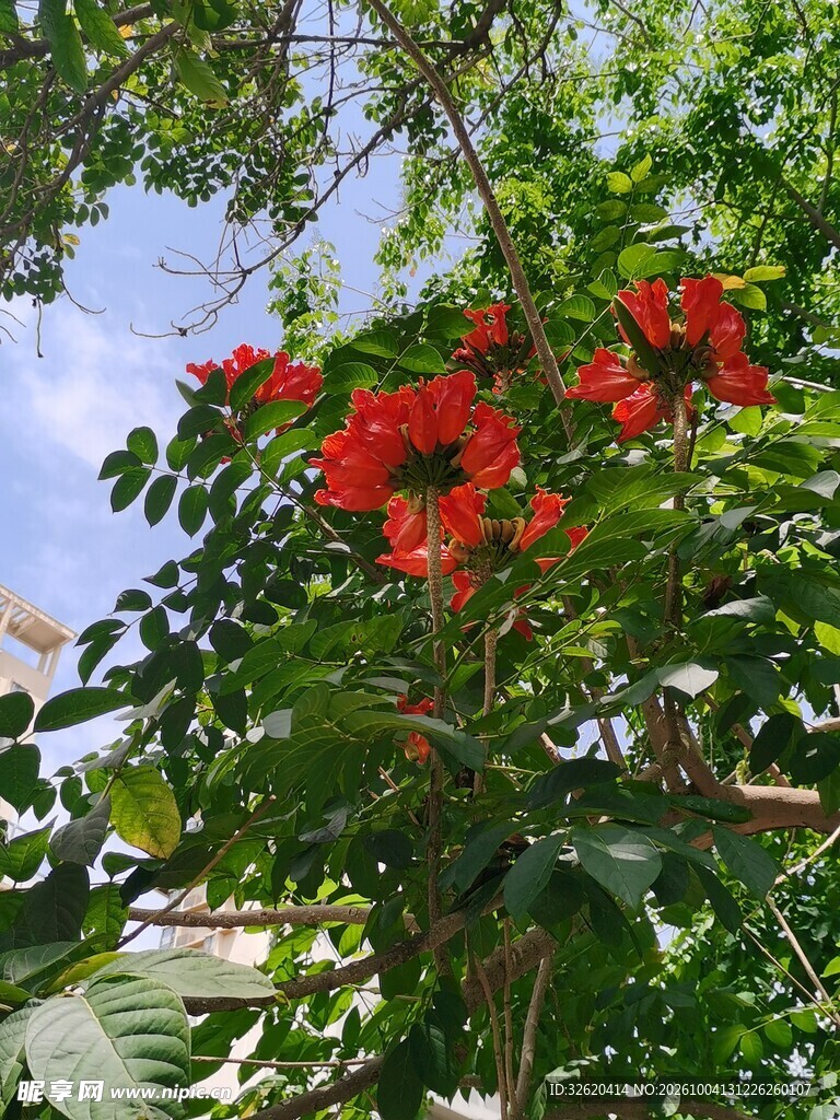 枝头盛放红色火焰花