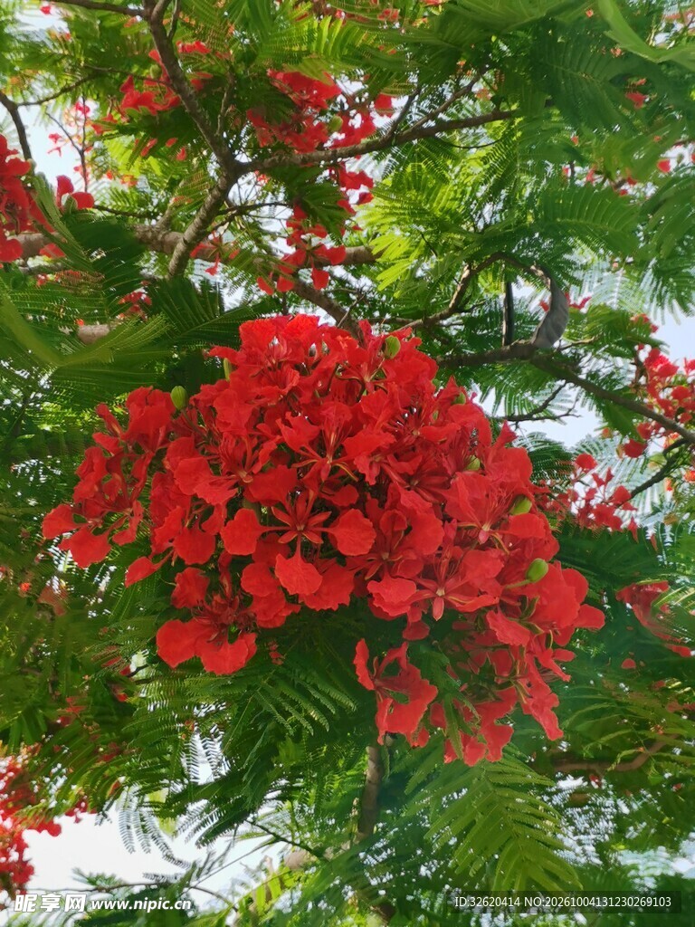 凤凰花盛放枝头