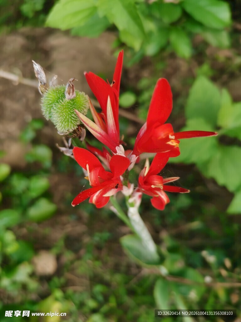 红色一串红花朵