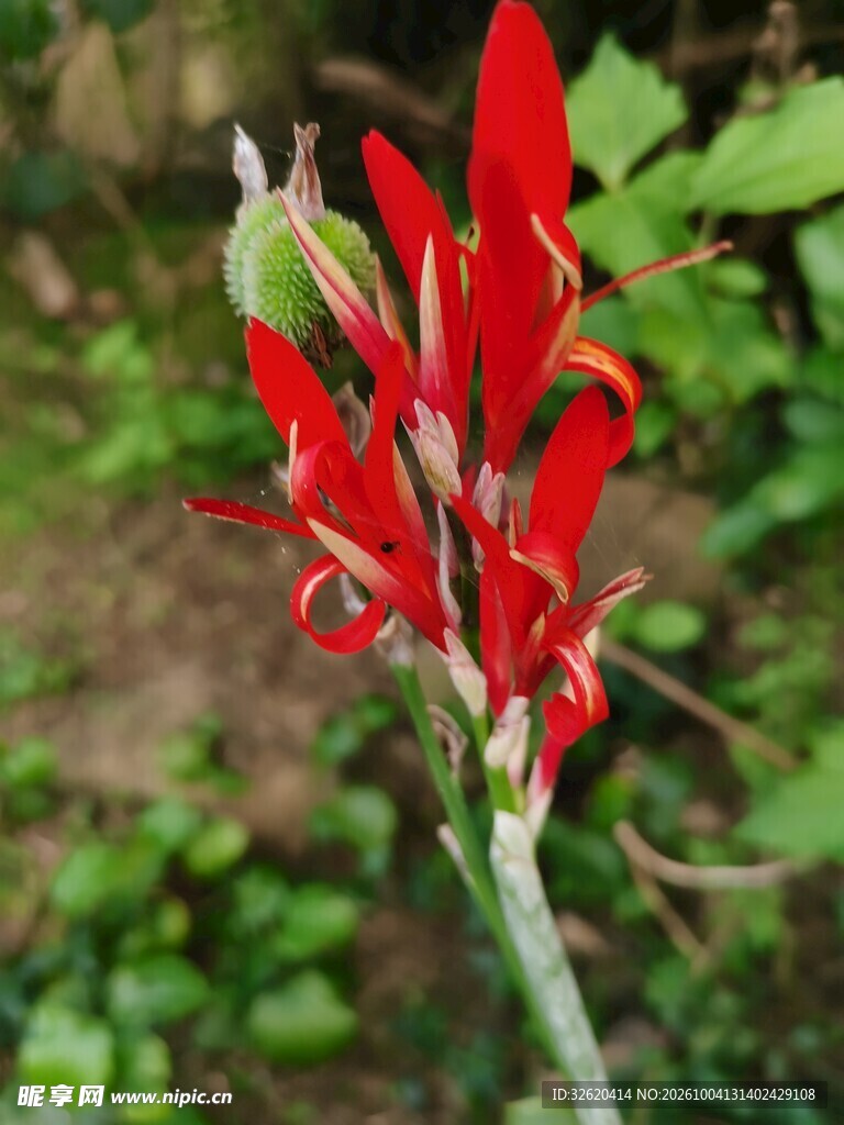 红色美人蕉花
