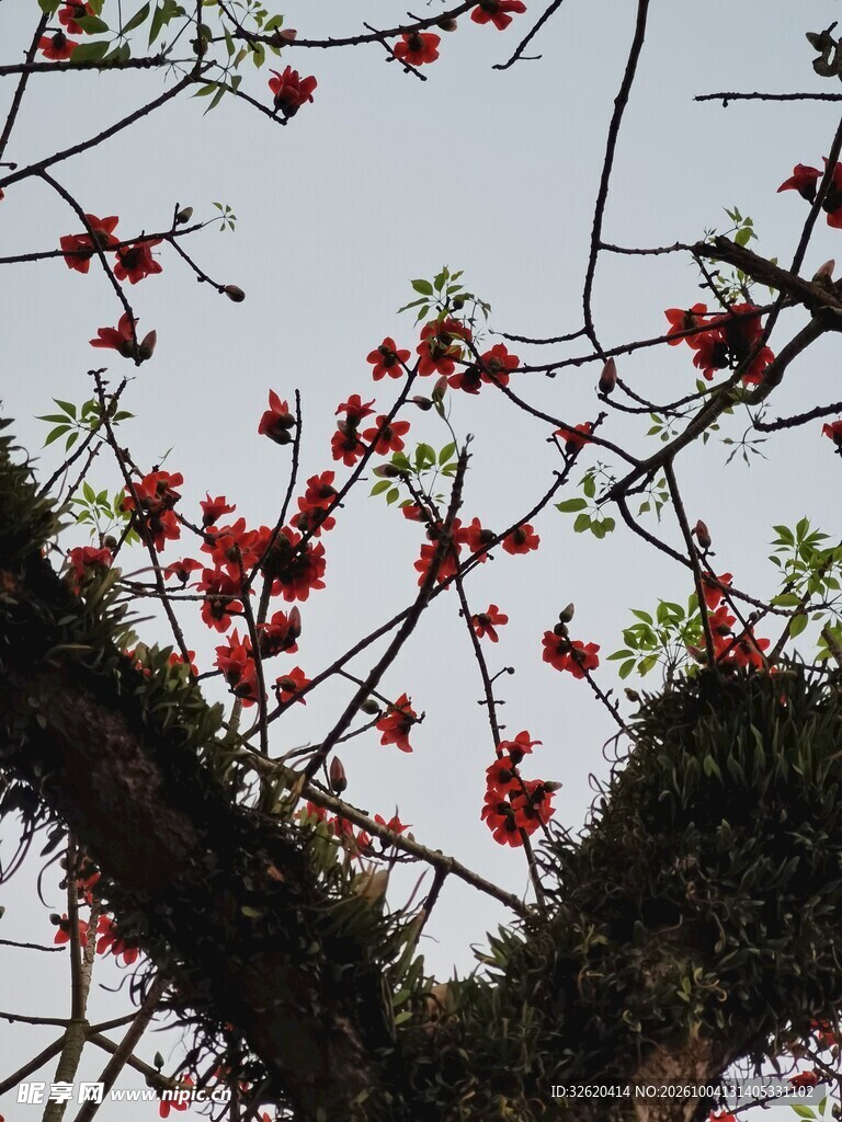 春日枝头红花仰拍