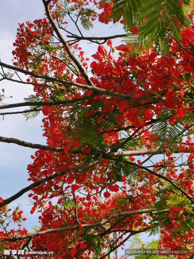 秋日红枫仰拍美景