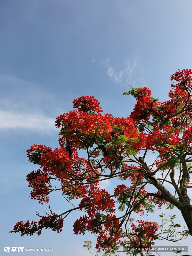 晴空下的红花树