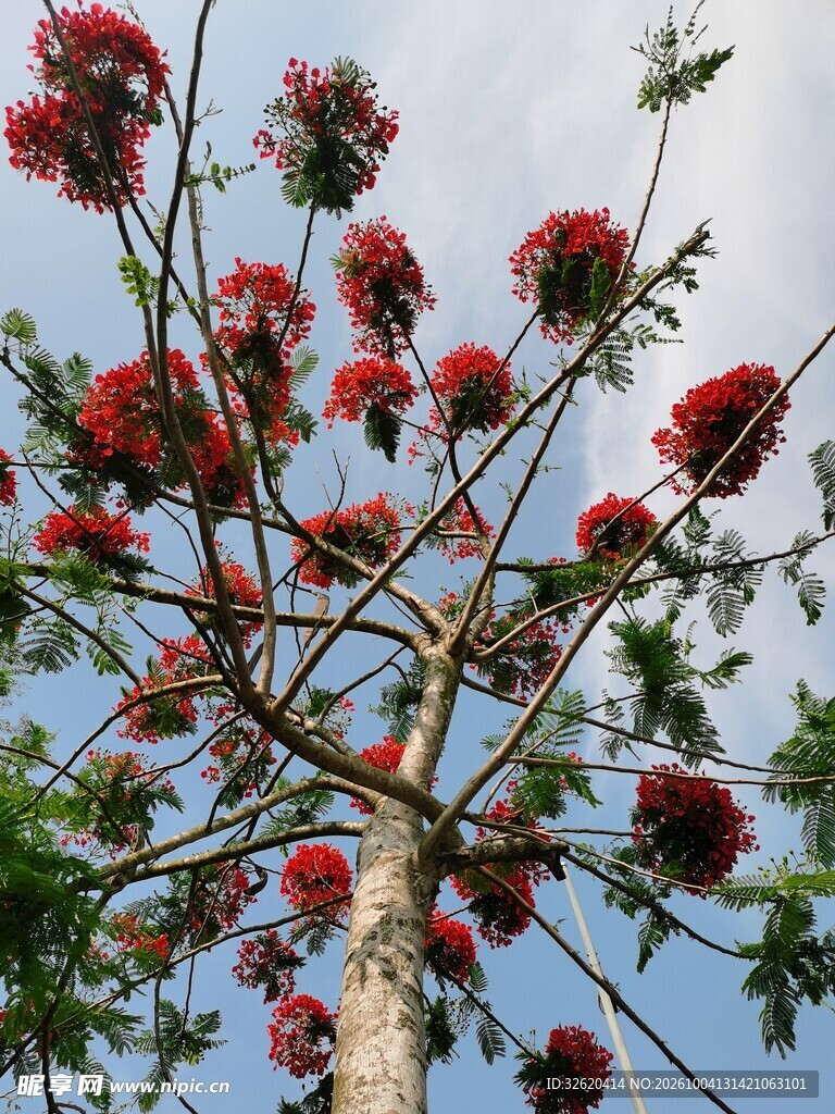 晴空下的红花乔木