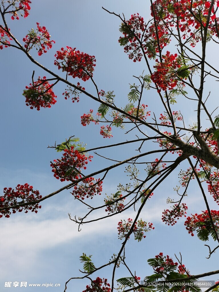 蓝天映衬红花枝桠