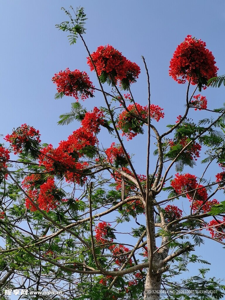 晴空下的凤凰花