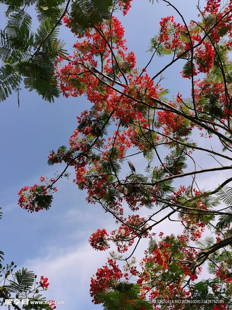 蓝天映衬红花花枝