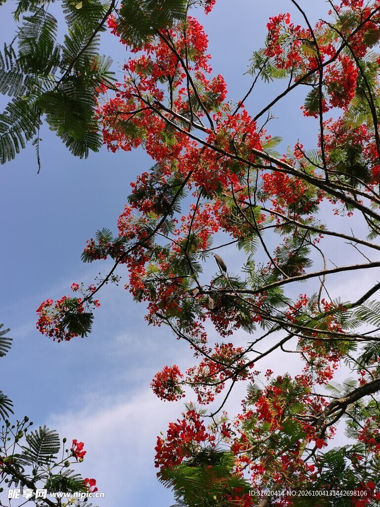 蓝天映衬红花枝桠